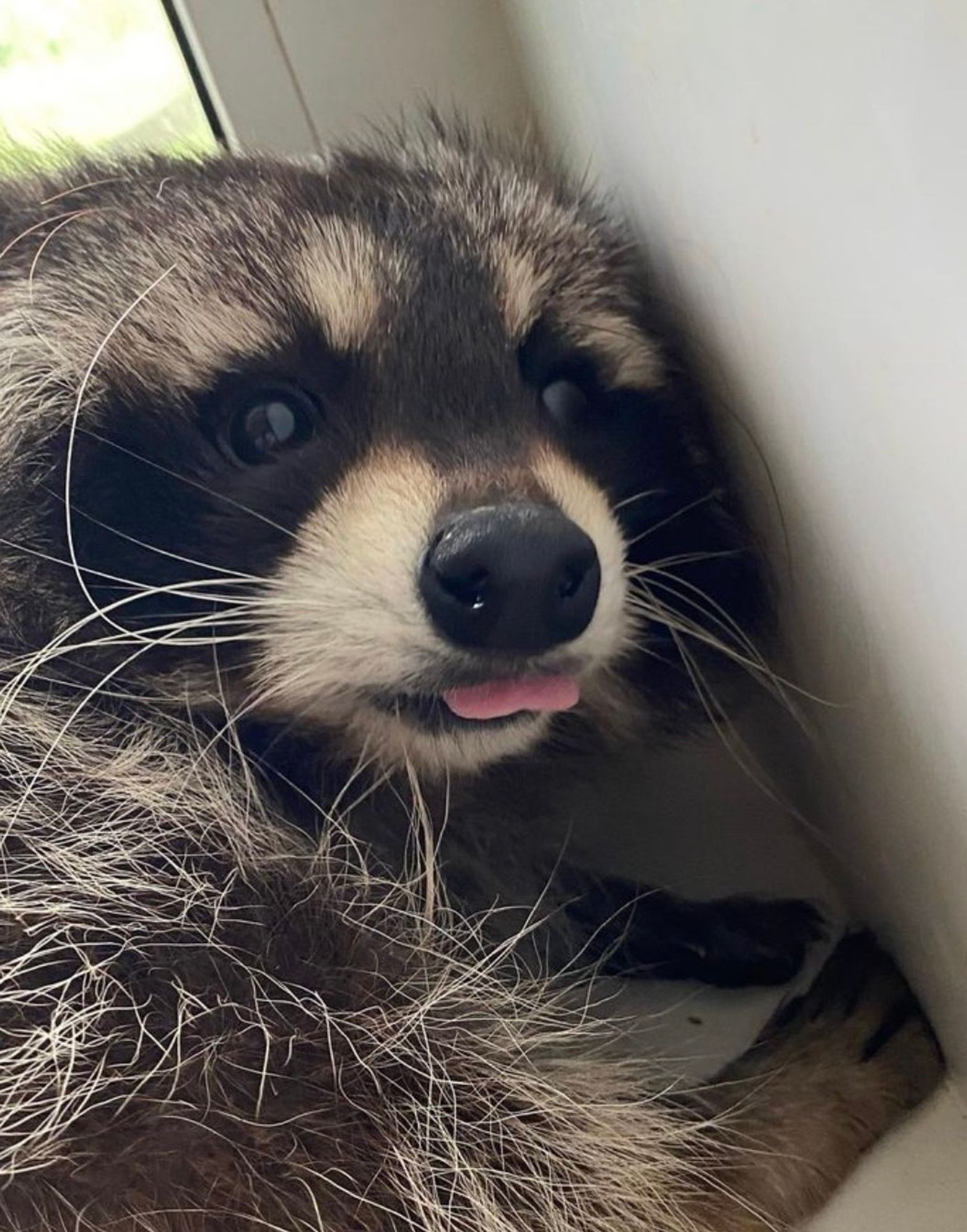 An adorable raccoon.