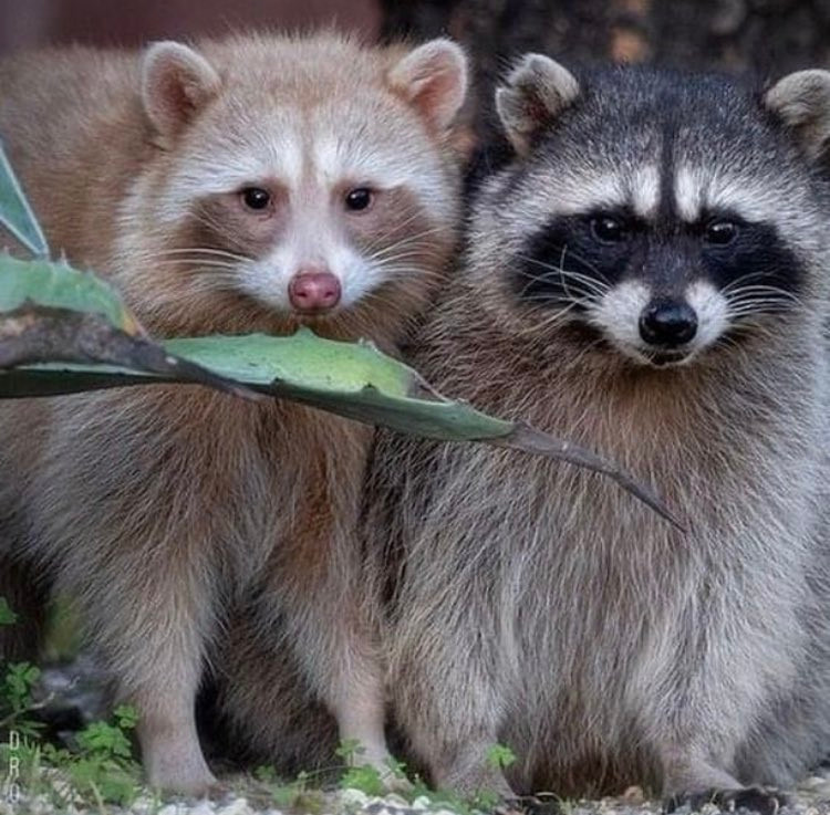 An adorable raccoon.