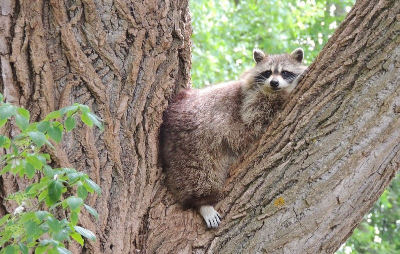 An adorable raccoon.