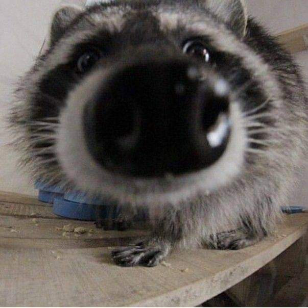 An adorable raccoon.