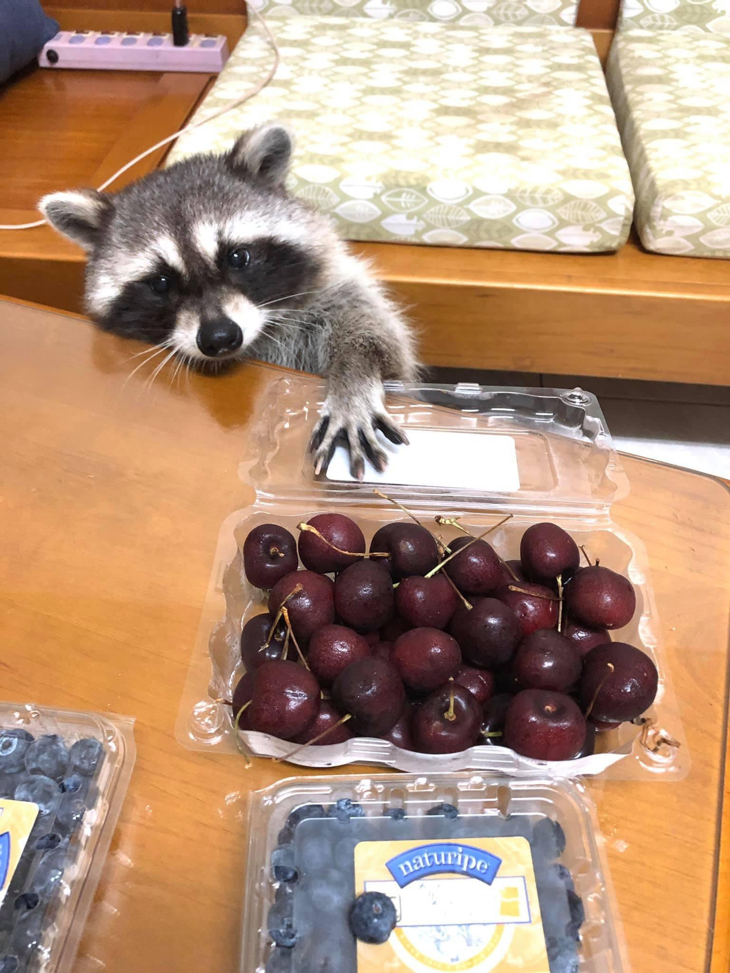 An adorable raccoon.