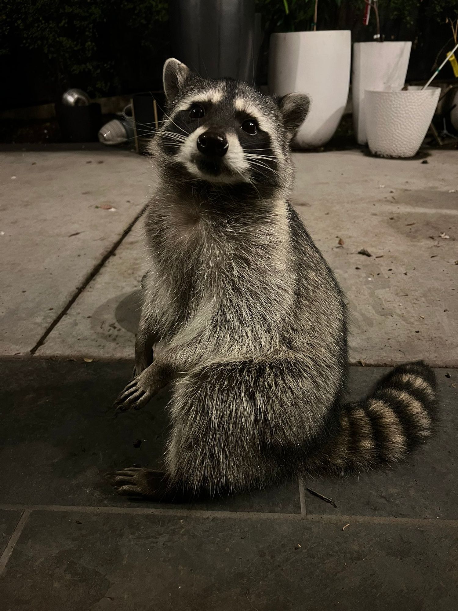 An adorable raccoon.