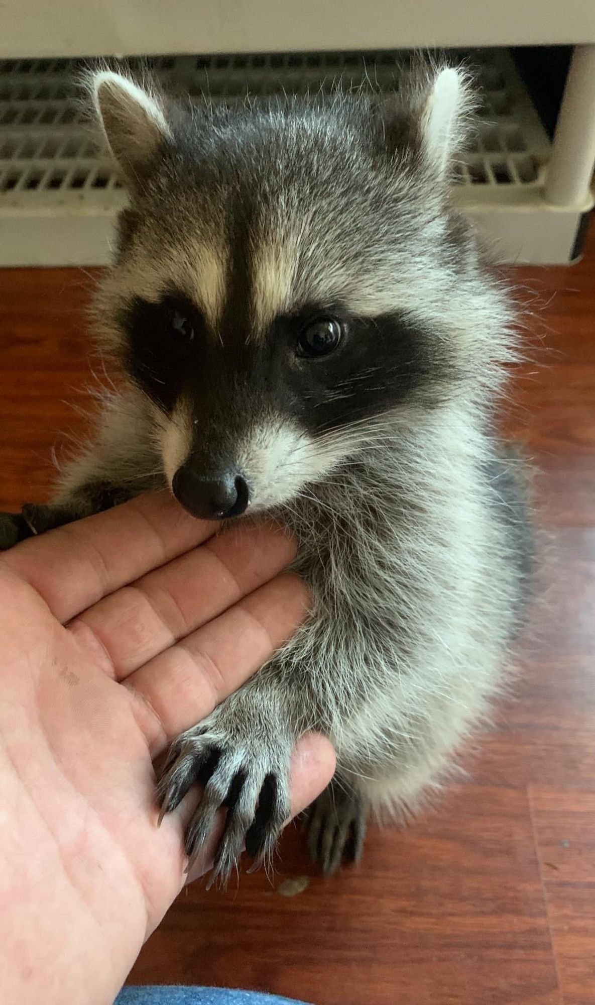 An adorable raccoon.