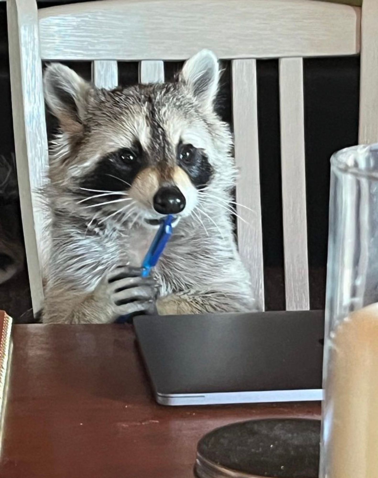 An adorable raccoon.