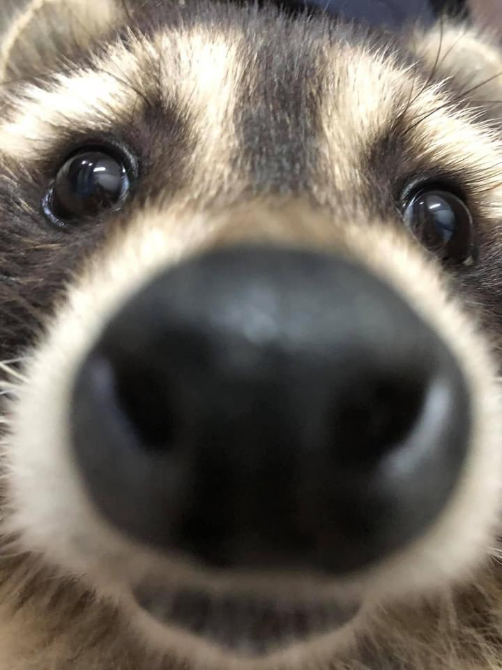 An adorable raccoon.