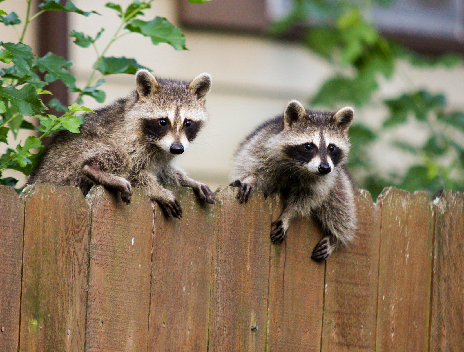 An adorable raccoon.