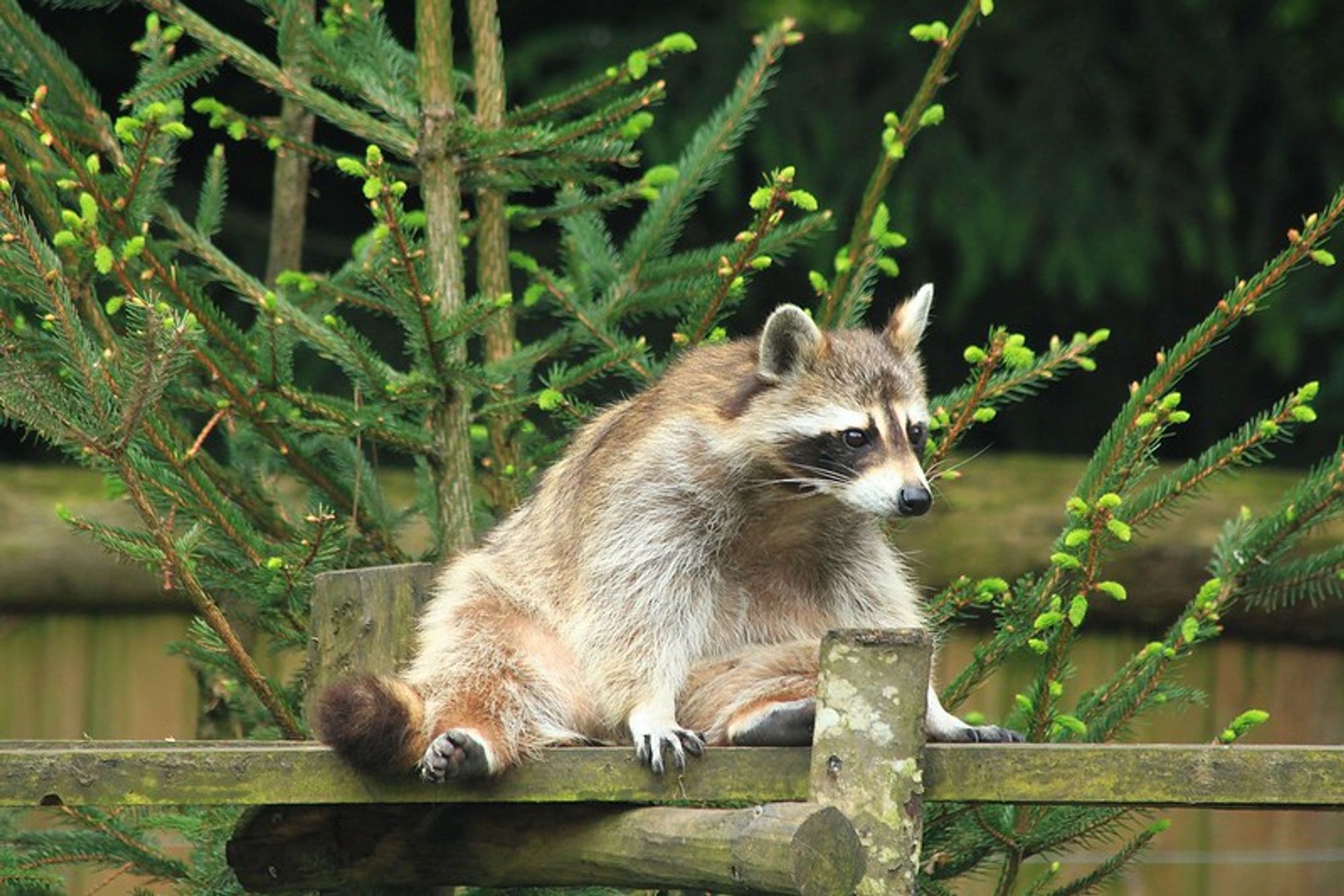 An adorable raccoon.