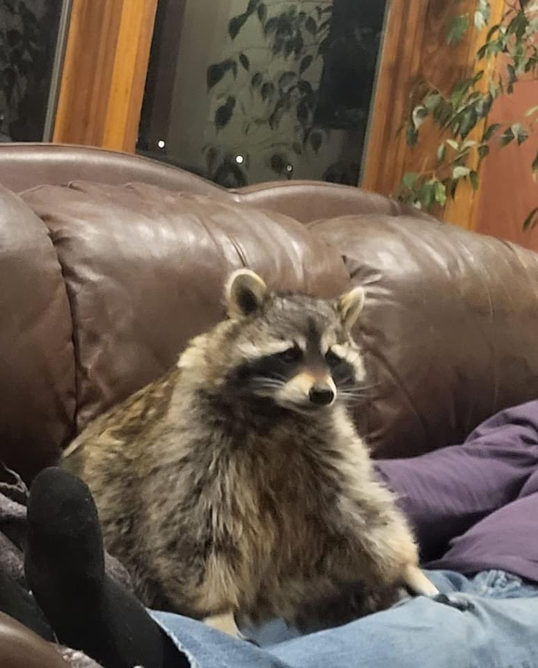 An adorable raccoon.