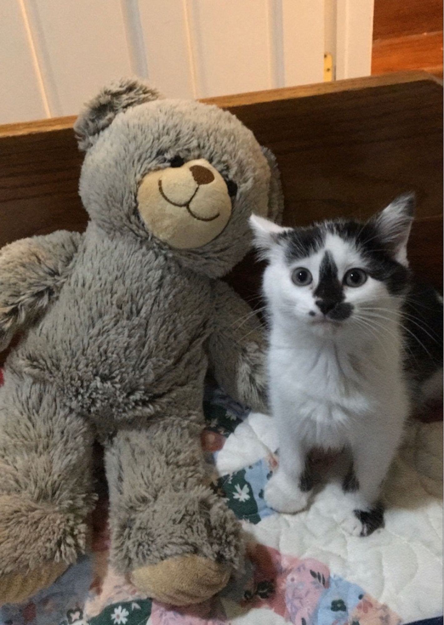 A black and white cow-print kitten sitting next to a gray teddy bear. The kitten looks bewildered.