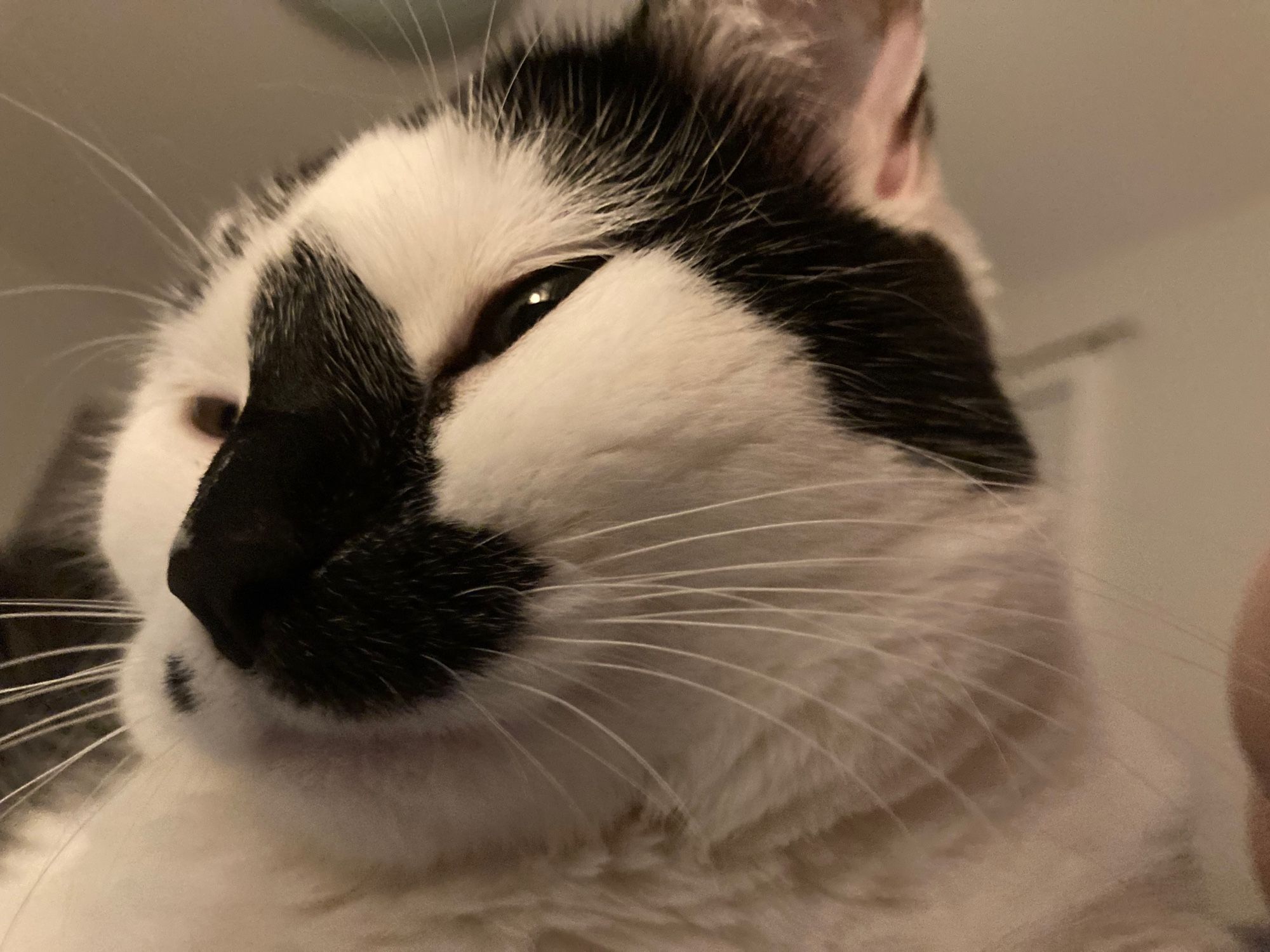 A super close-up from below of a cat’s face. The cat is black and white spotted with a beauty mark like Marilyn Monroe’s.