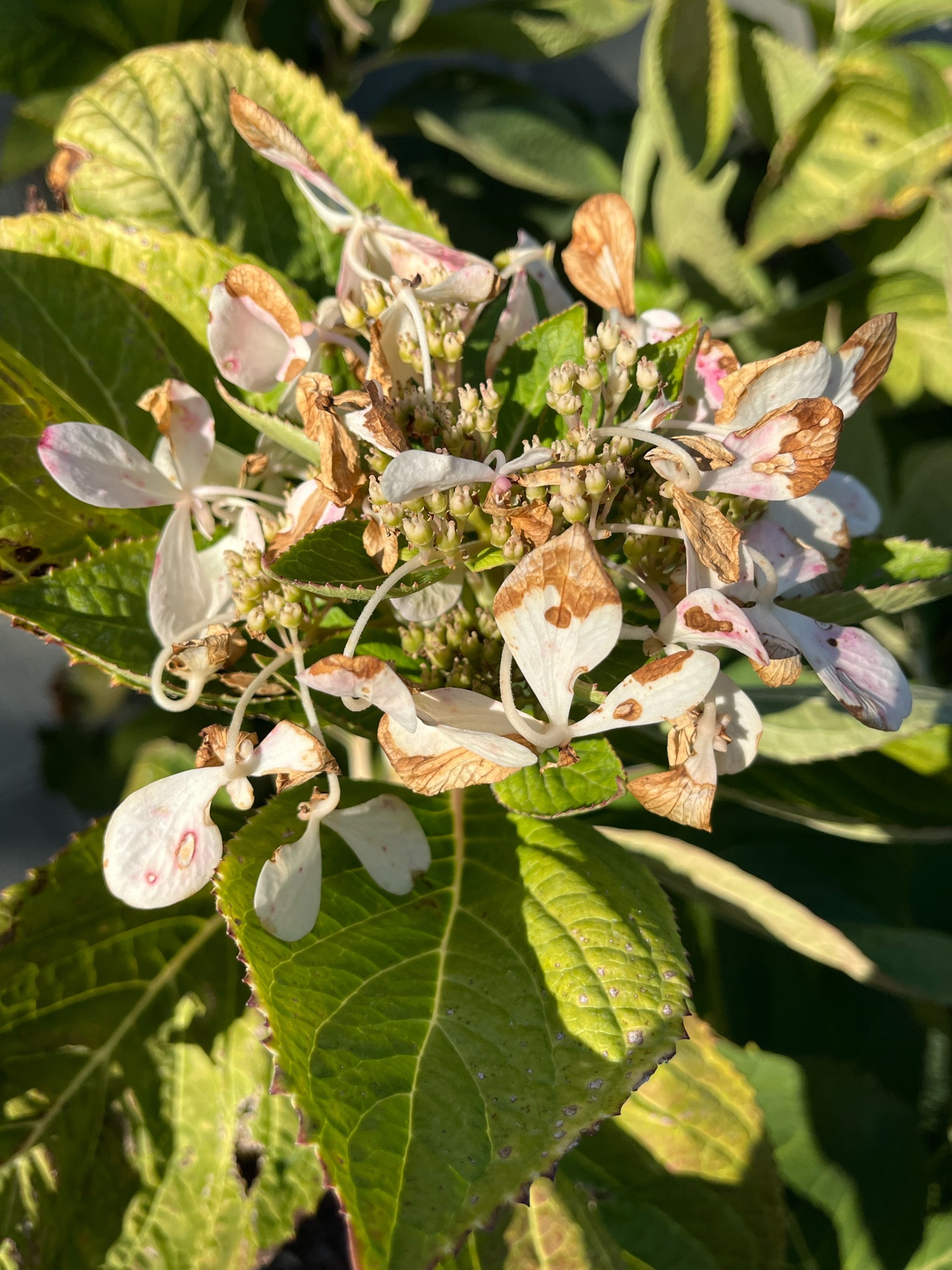 An aging, dying hibiscus blossom is surrounded by leaves. 