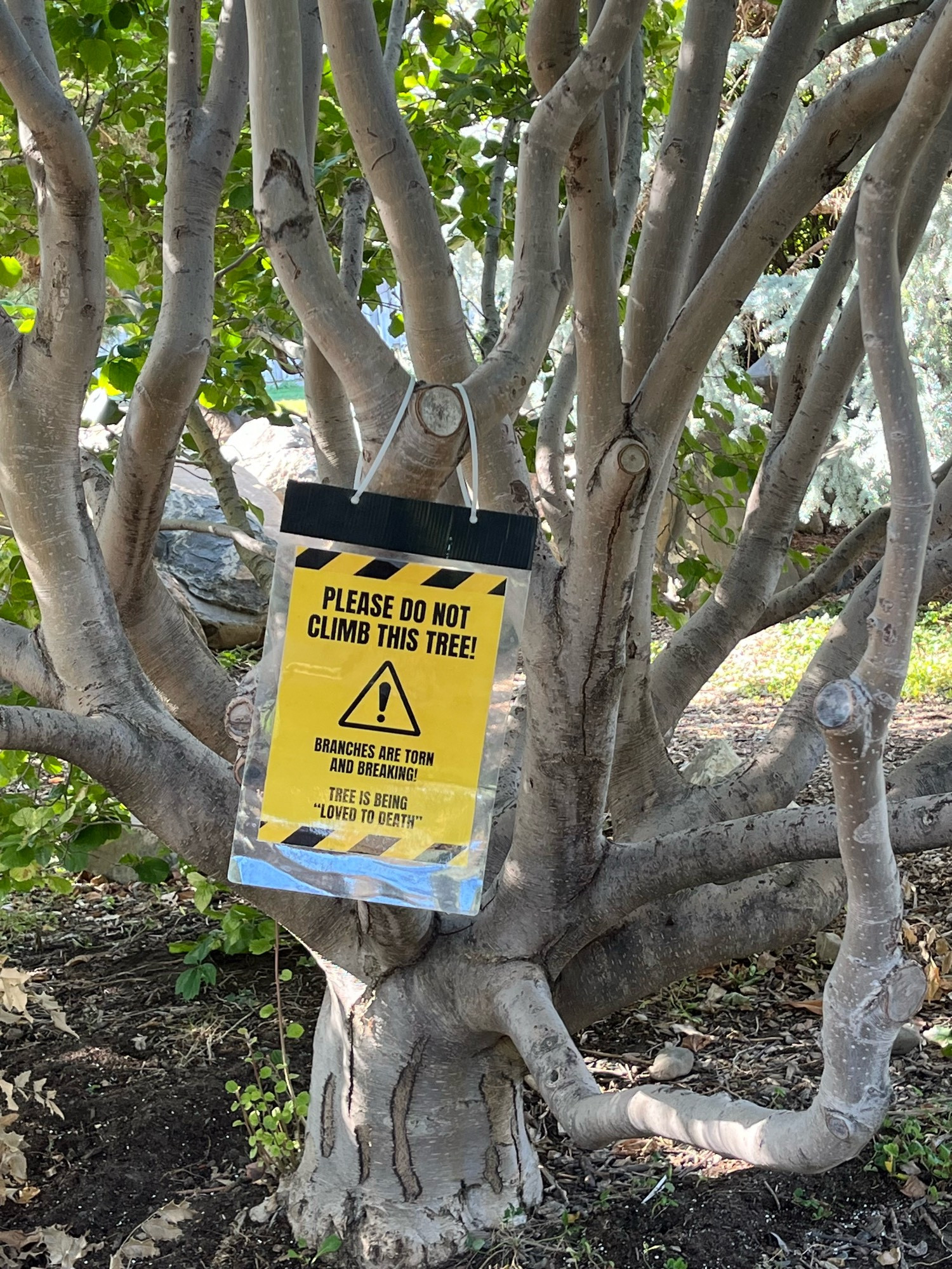 A yellow sign on a tree reads: “Please do not climb this tree! Branches are torn and breaking! Tree is being “loved to death”