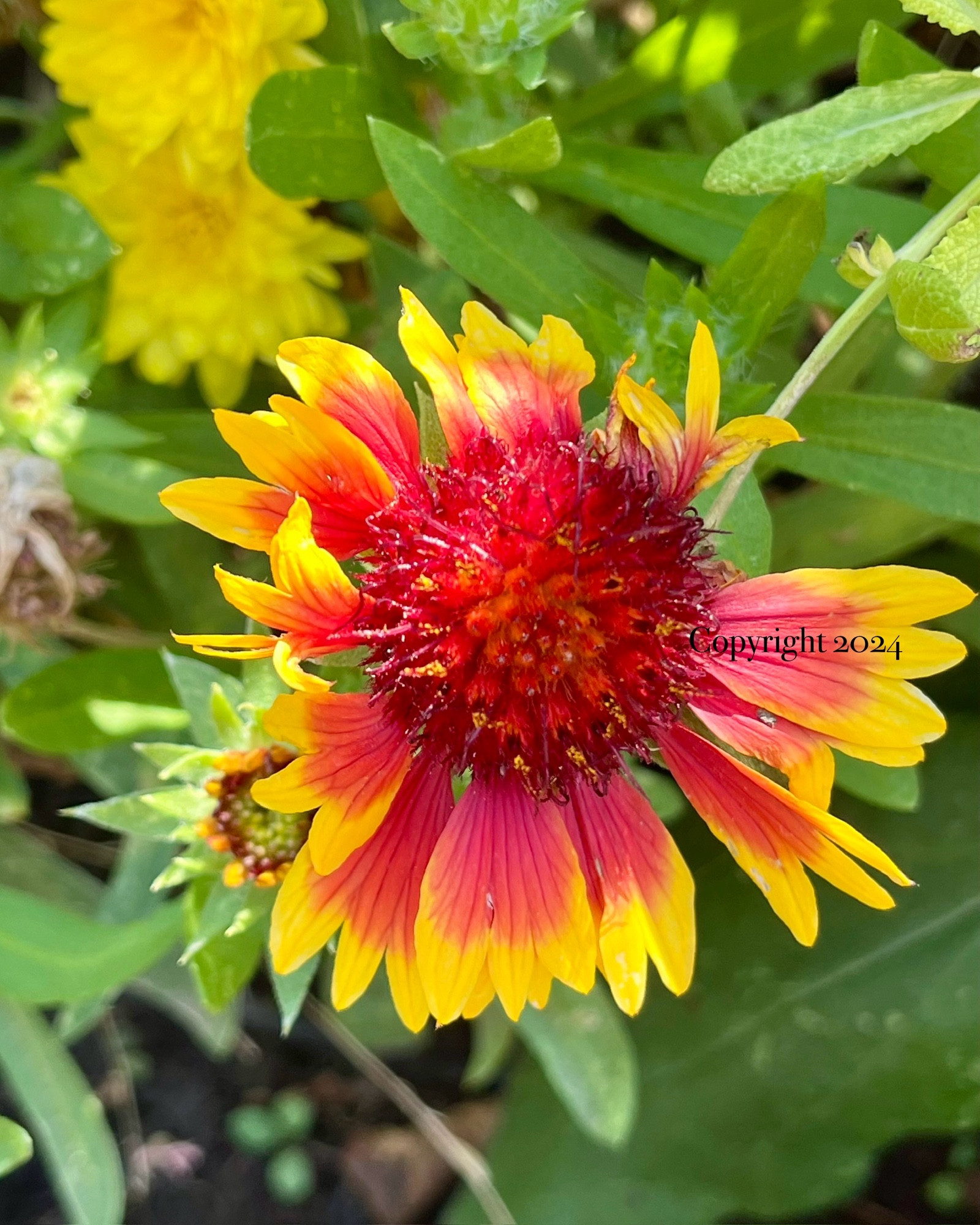 This is a photo of a blanketflower. Its petals are edged in yellow, with red on the rest of the petal. The head on this flower is red, with bits of purple in it. 