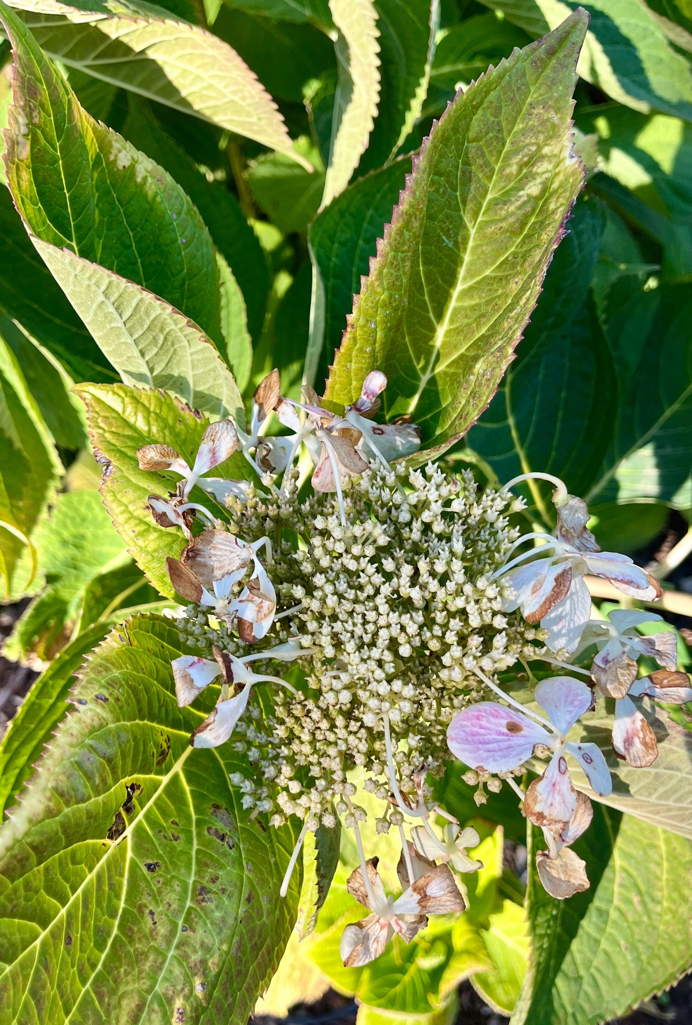 An aging, dying hibiscus blossom is surrounded by leaves. 