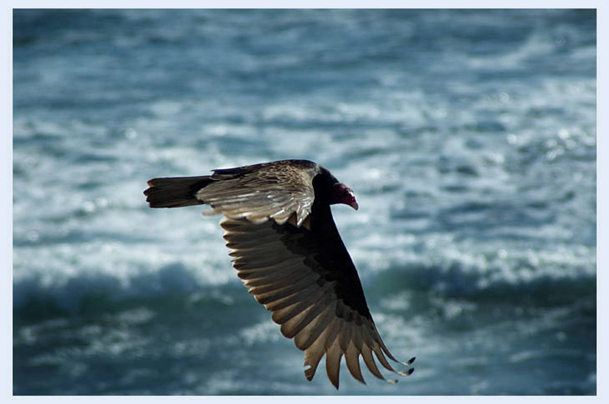 Color photo of a turkey vulture gliding low along a beach (not in frame), with the waves of the Pacific Ocean in the background. The vulture’s head is turned toward the viewer slightly, scanning the beach for carrion.