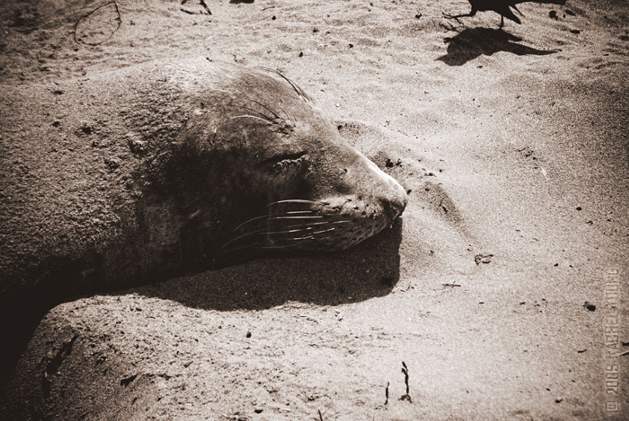 Sepia-toned closeup photo of a sleeping female elephant seal. Her neck is covered with a layer of sand, and she has nestled her whole body into the sand. The tail, body, and feet of a strutting crow are visible in the upper right corner of the photo.