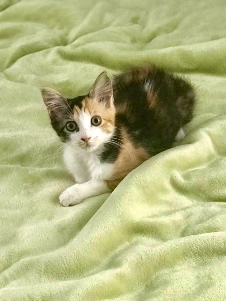 2 month old calico kitten on a fluffy green blanket