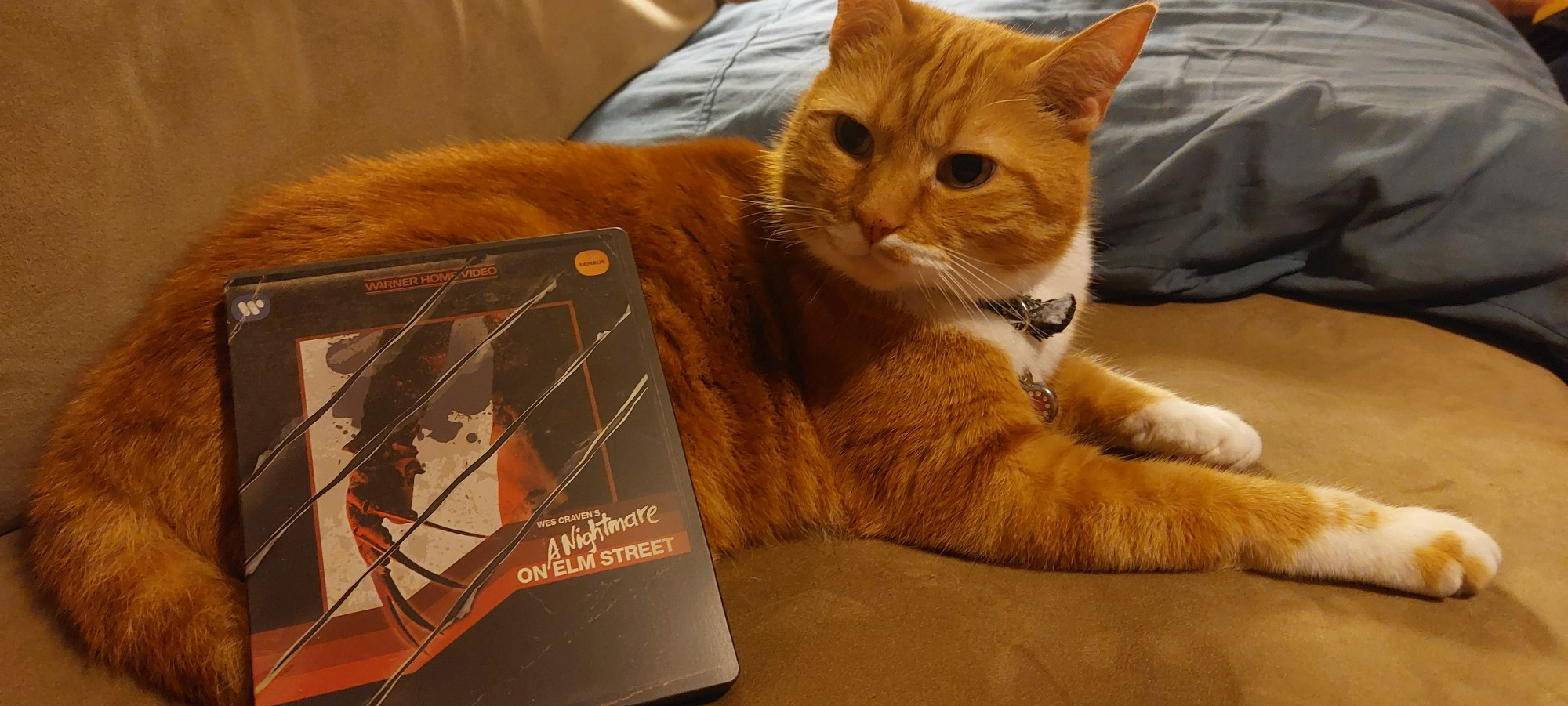 God's favorite orange tabby cat poses on a tan couch with a new steel book 4k edition of A Nightmare on Elm Street