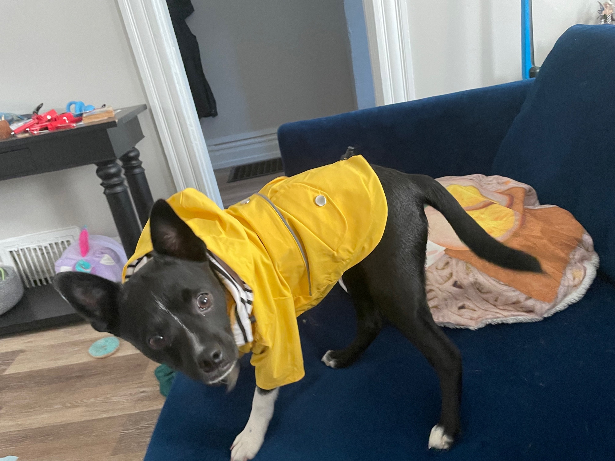 a small black dog with white feet in a yellow raincoat standing on a blue couch. the dog is extremely cute.