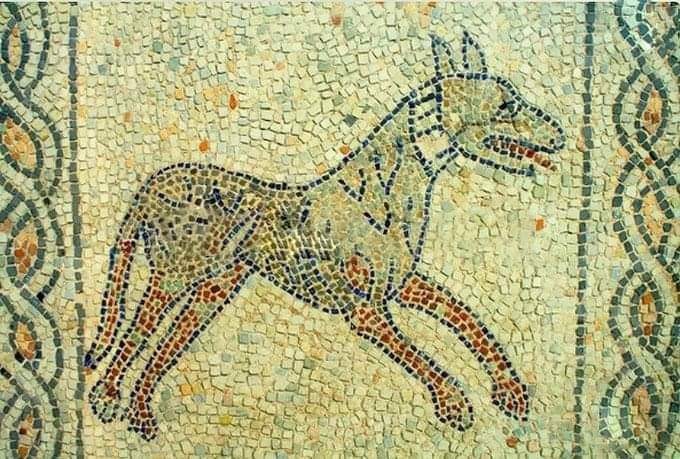 Sighthounds and hounds are among the most represented dogs in Roman art, but their iconographic history goes back even further, to the Greeks and Egyptians. These noble dogs were the favorites of the courts and palaces of power, appreciated not only as hunting companions, but also as faithful friends in everyday life. An example of this affection can be found in the work of Arrian of Nicomedia, Cynegeticus.
There is no art form that has not represented these elegant dogs at least once: from the petroglyphs of Tassili n'Ajier and Acacus, to the predynastic seals of Mesopotamia, to the Egyptian frescoes, to the Cretan statuettes, to the Mycenaean paintings, to the Roman sculptures, to the mosaics of Bosra in Syria and Piazza Armerina in Sicily, to the ceramics of many cultures and civilizations, to the paintings of many artistic periods from the Middle Ages to the present day, greyhounds have left an indelible mark on the history of art. 1/2