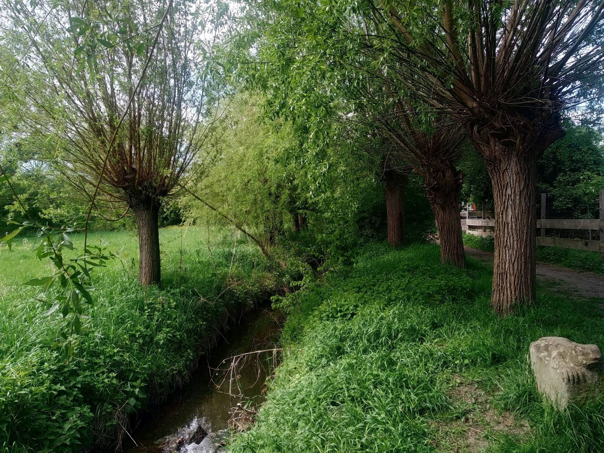 Kaitzbach in Altmockritz mit den typischen Kopfweiden