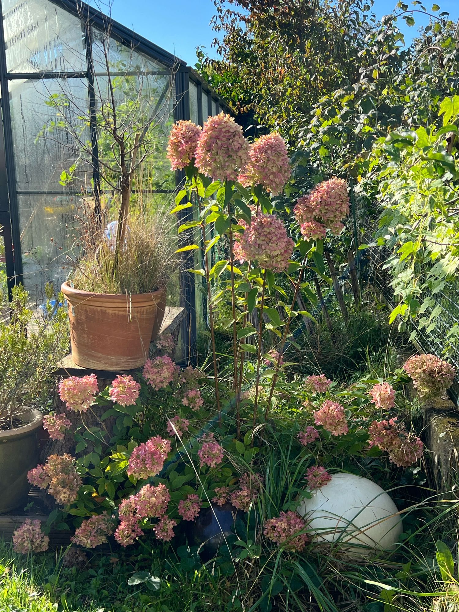 Große rosa Schneeball-Hortensie, viel grün drumrum, blauer Himmel, links im Bild eine Geächshaushälfte