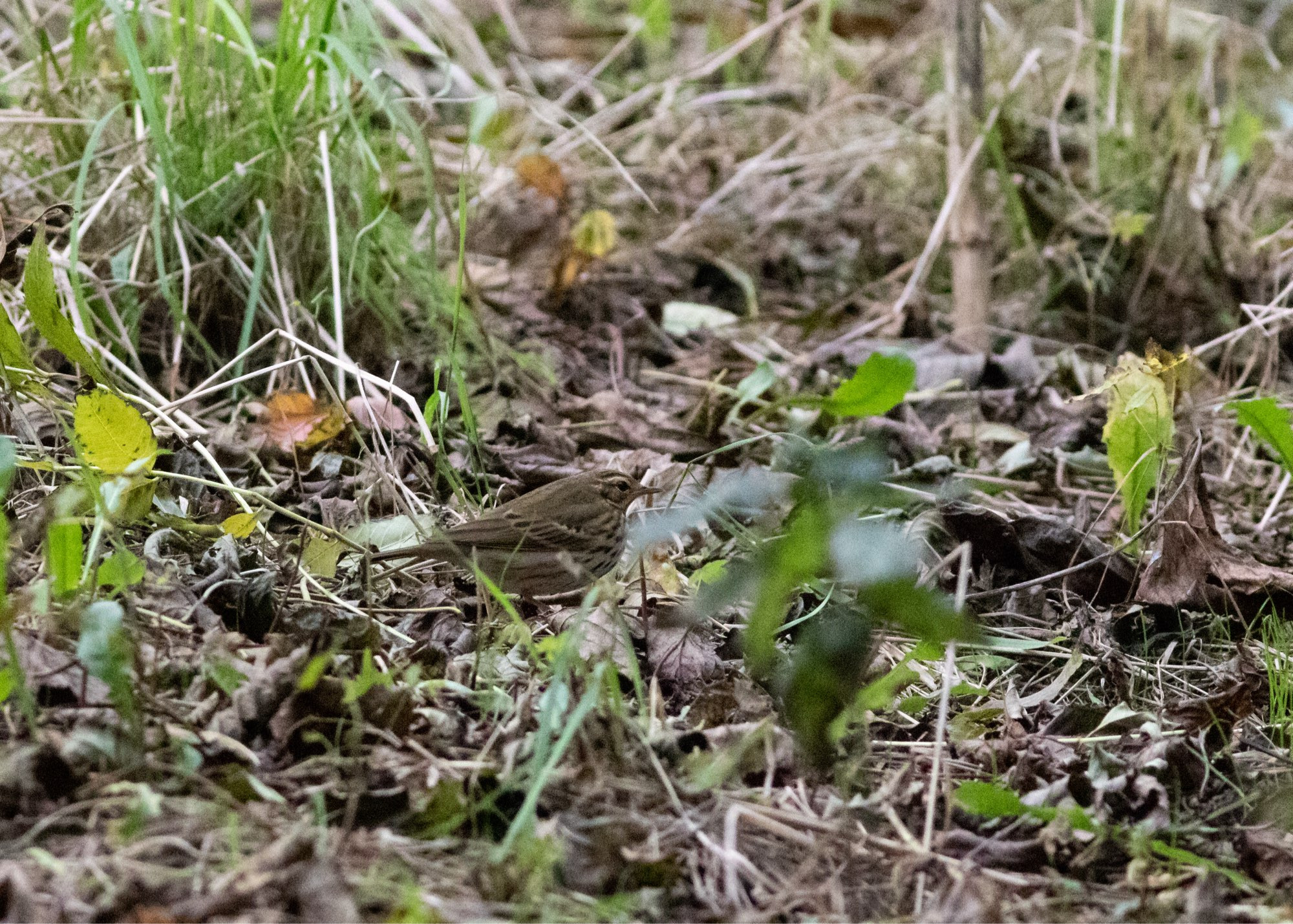 Olive-backed Pipit in amongst leaf litter