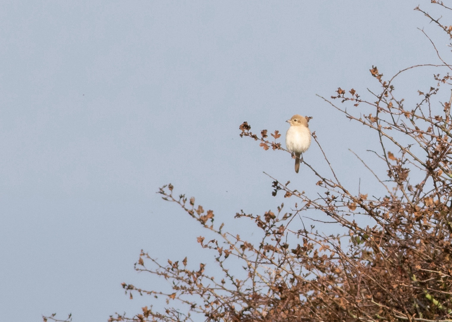 Presumed Daurian Shrike, sat in a hawthorn bush.