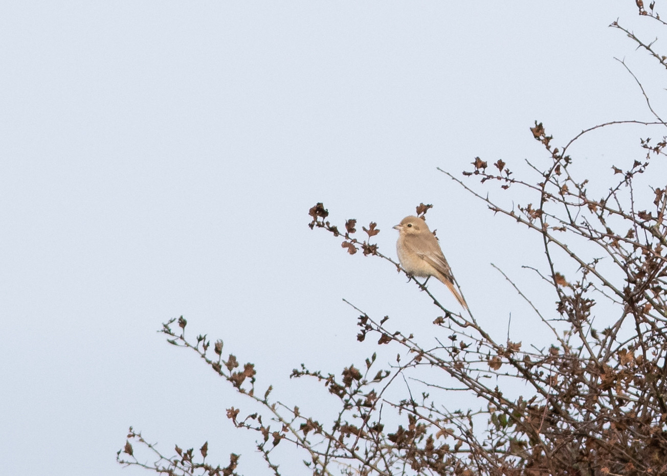 Presumed Daurian Shrike, sat in a hawthorn bush.