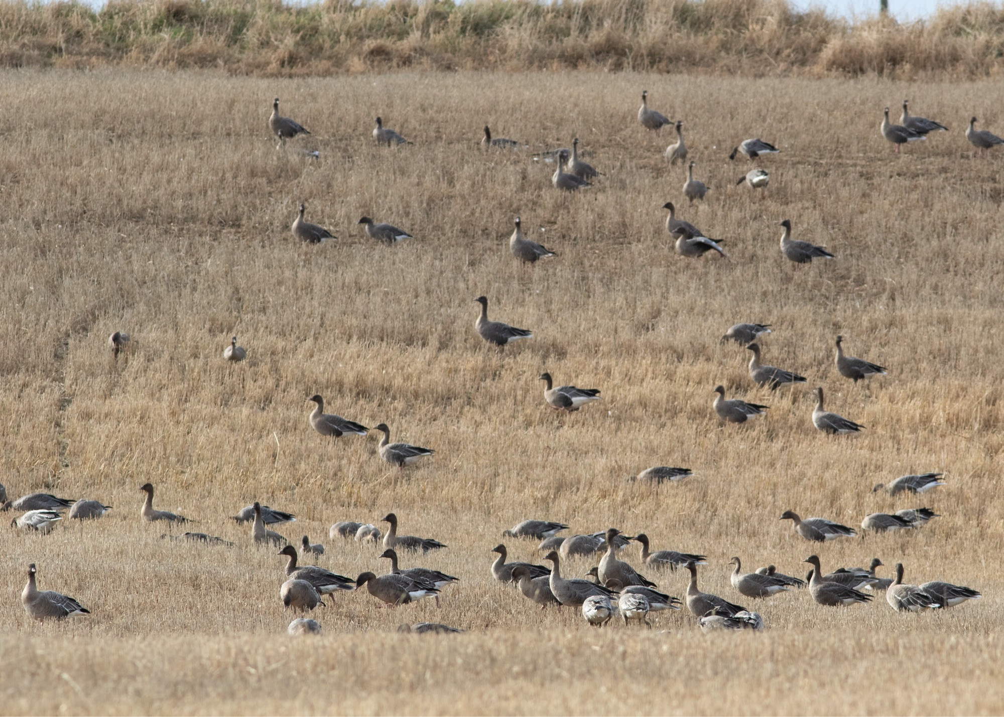 Pink-footed geese feeding in a stubble field