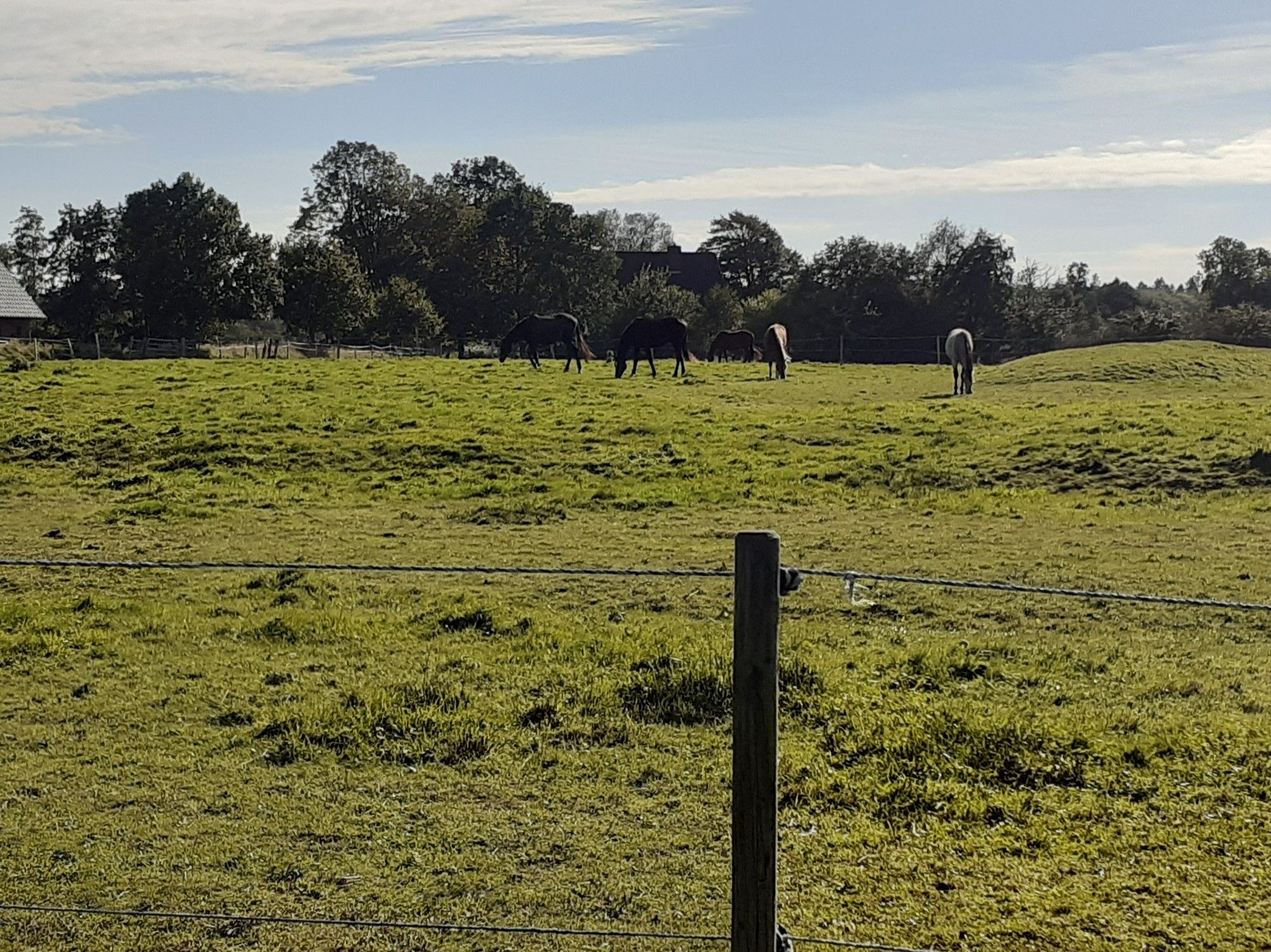 Weide mit grasenden Pferden in der Oktobersonne.