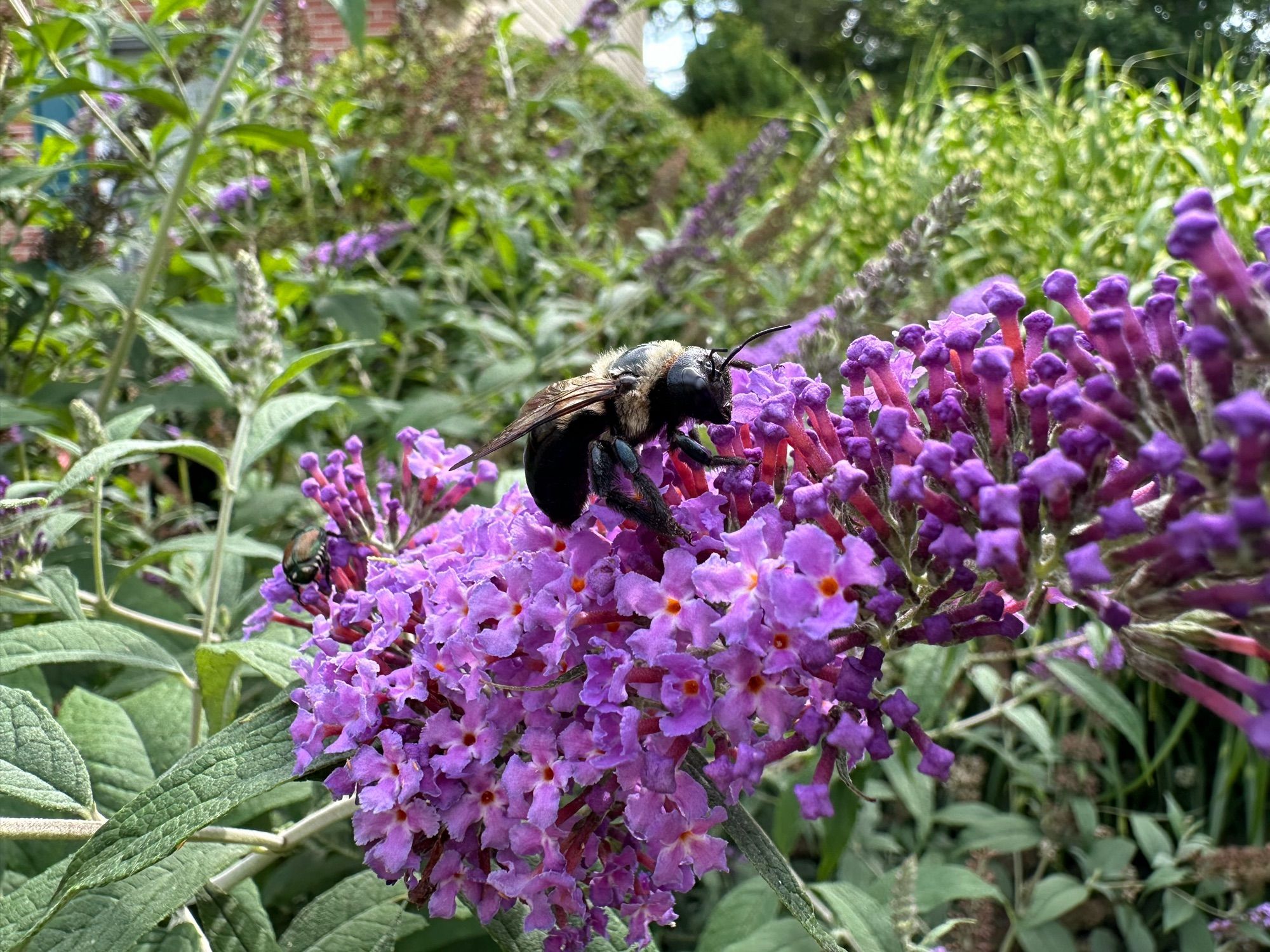 Bumblebee resting on the flowers of a Butterfly Bush