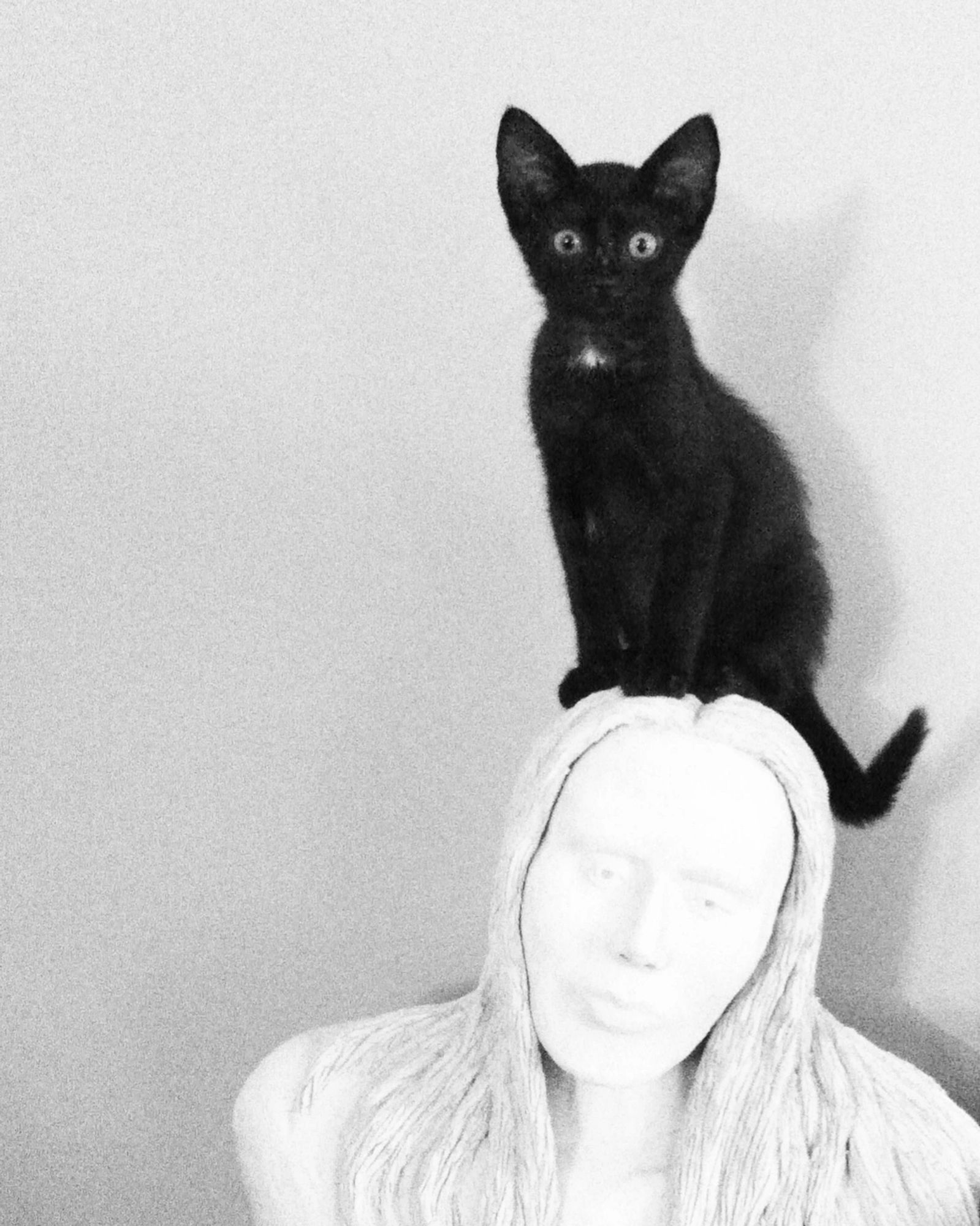 Small black kitten sitting on the head of a bust I sculpted in college