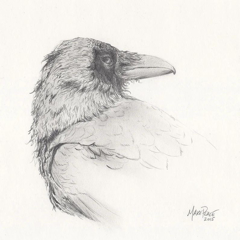 Rough pencil sketch of a raven