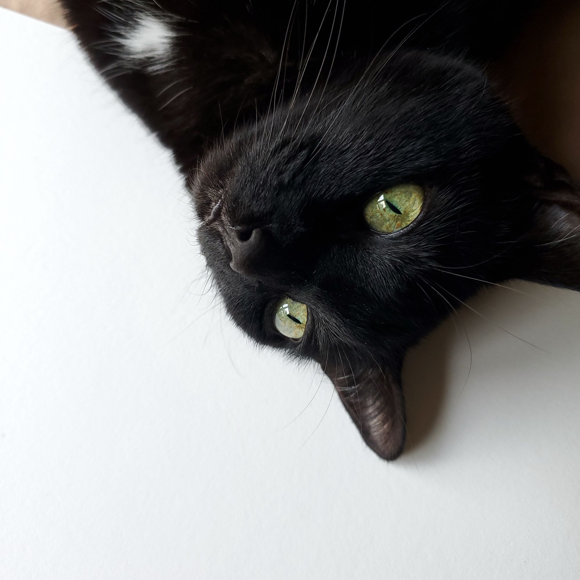 Black cat inserting herself onto my drawing board. Looking up, into the distance, hoping someone gives her attention