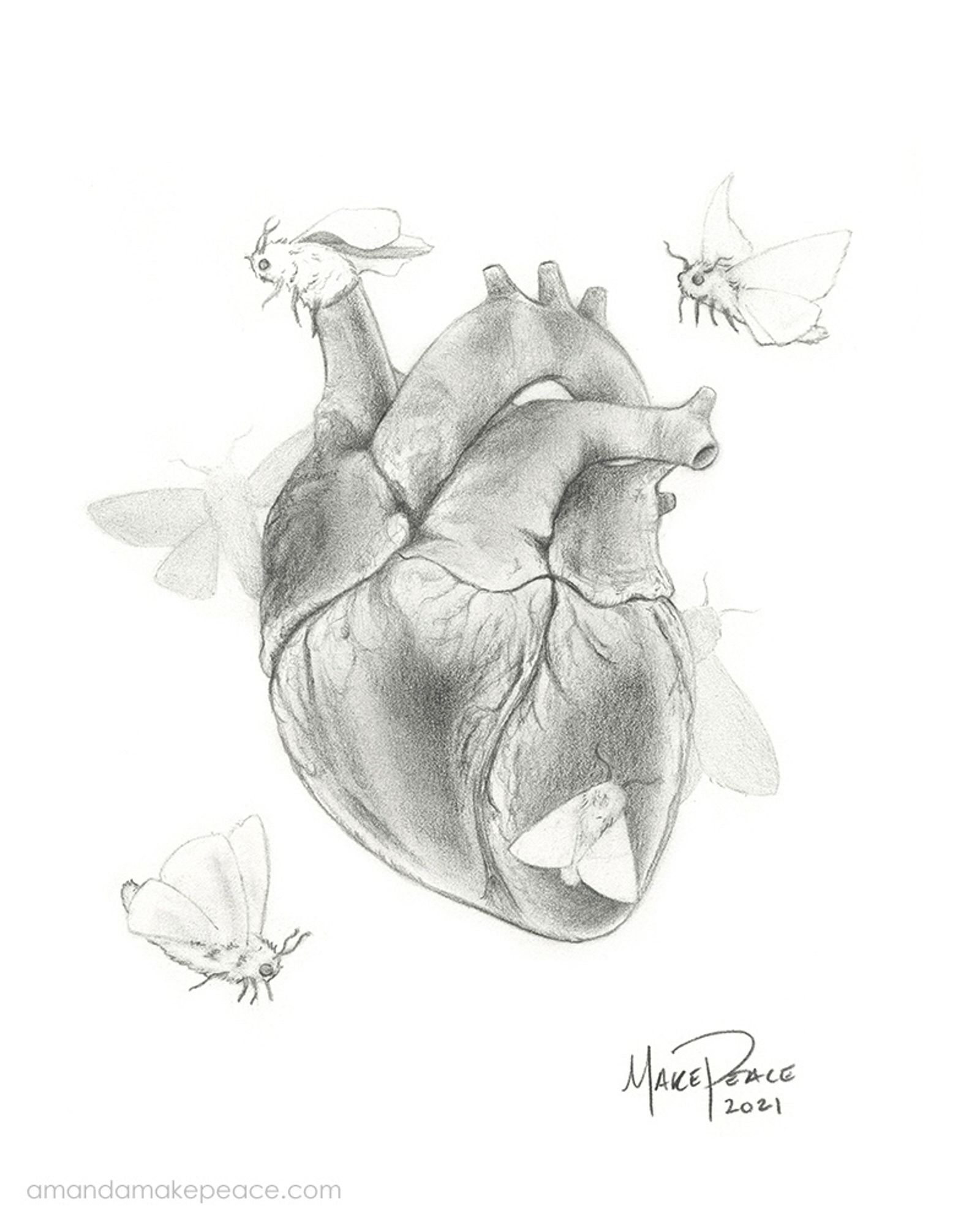 Pencil drawing of moths emerging from a human heart