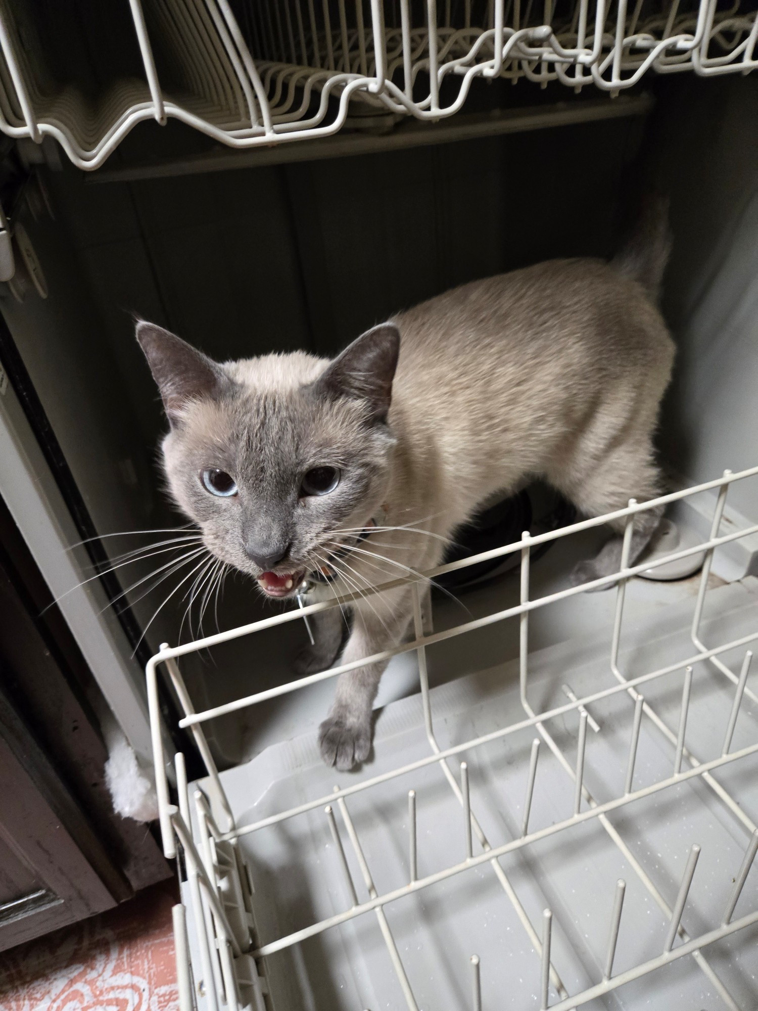 A white cat with gray ears and paws standing in a dishwasher. His mouth is open like he's partway through yawning.