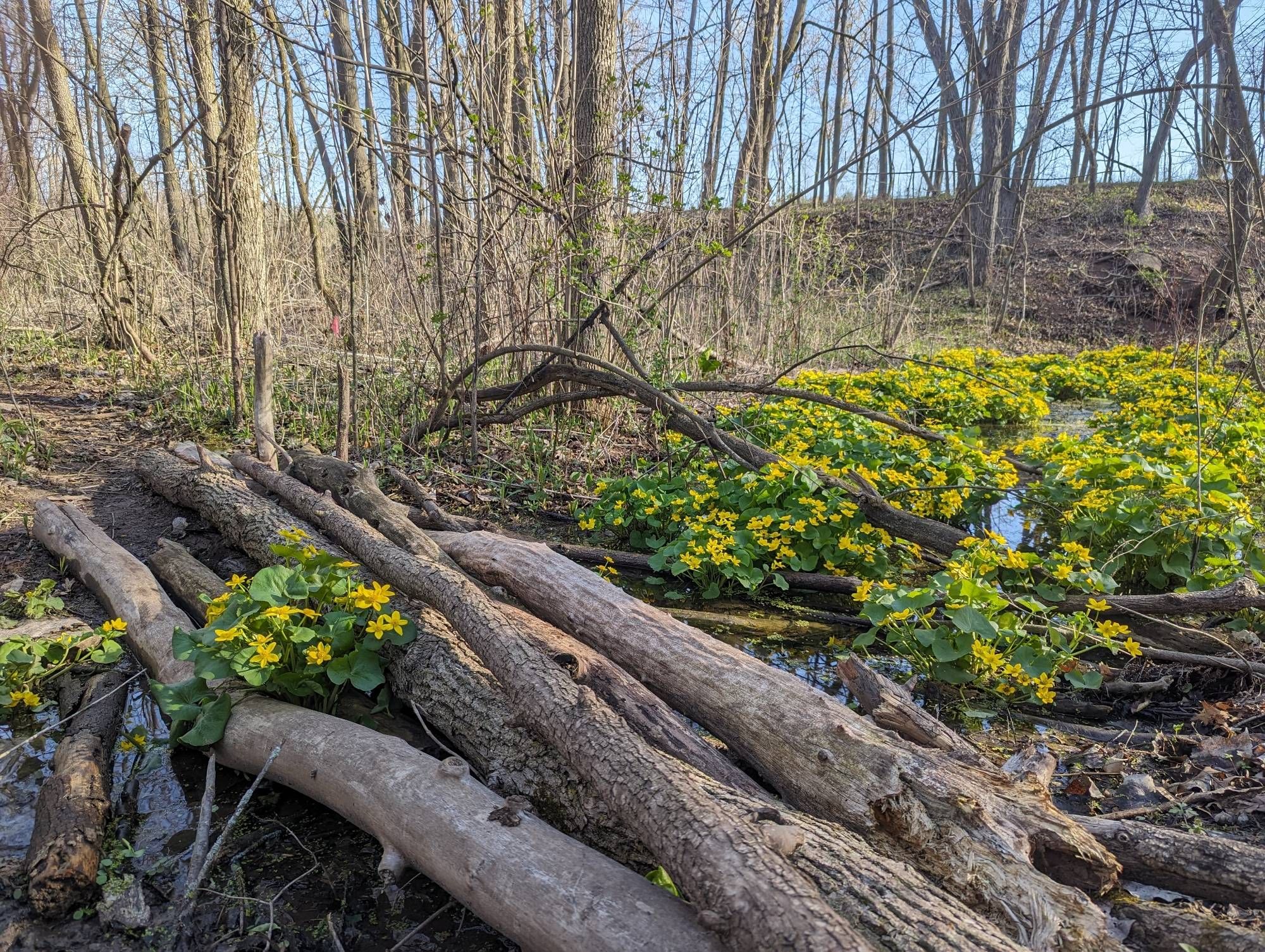 Stream lined with marsh marigold