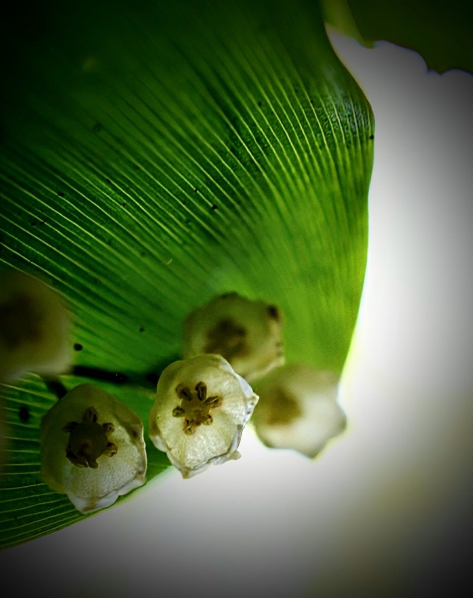 Lilly of the valley