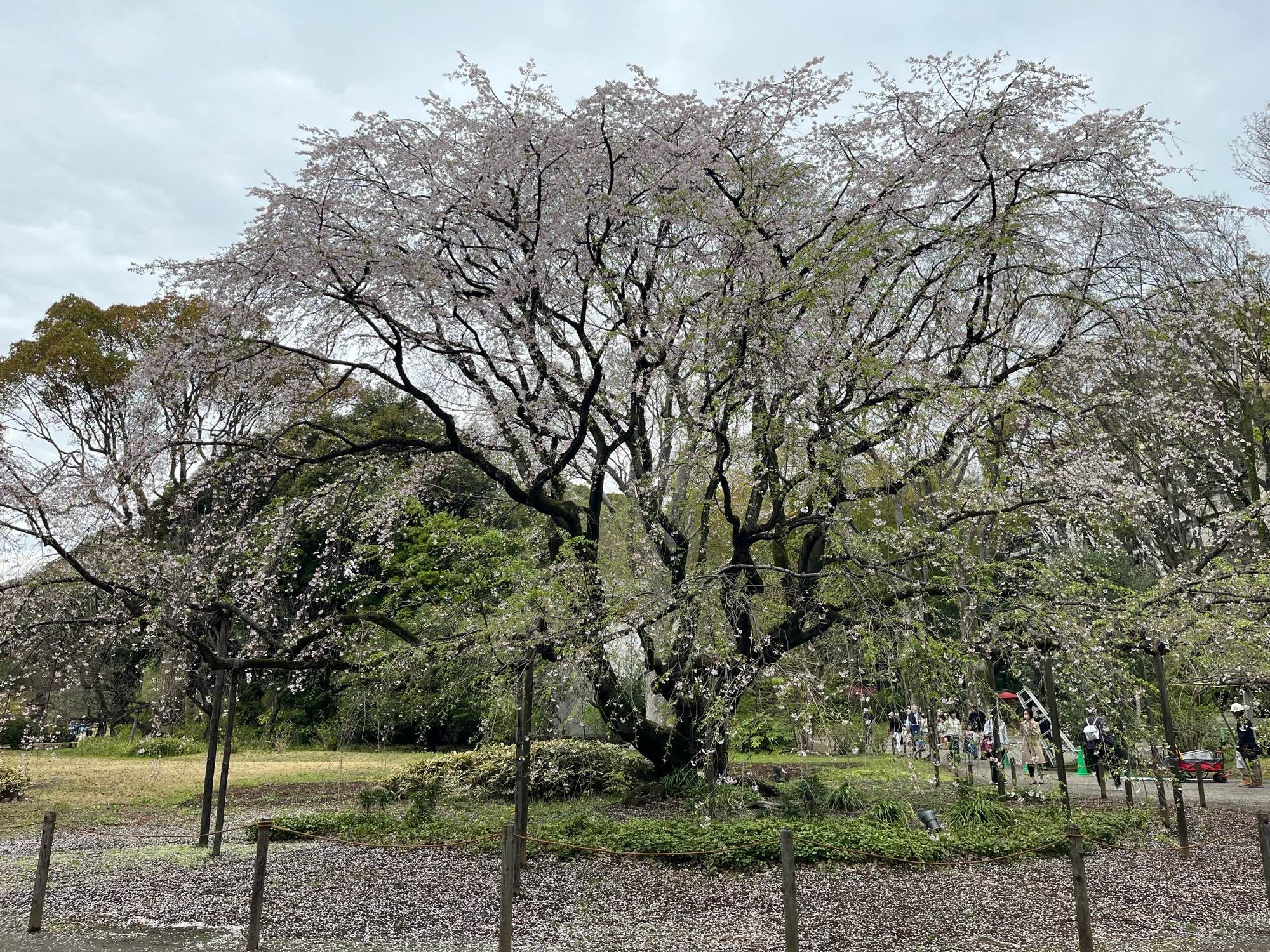 六義園のしだれ桜