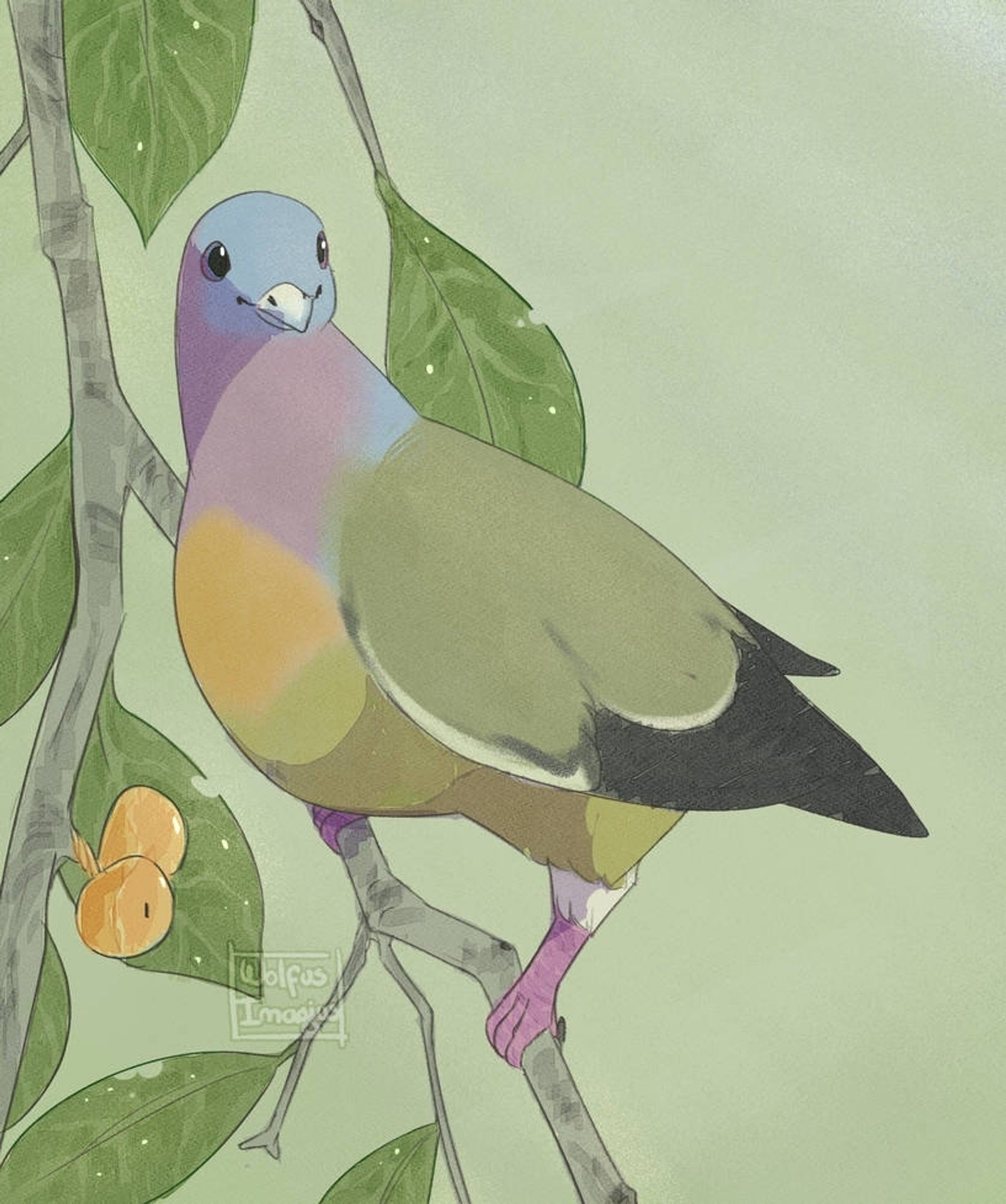 Pink-necked Green pigeon!