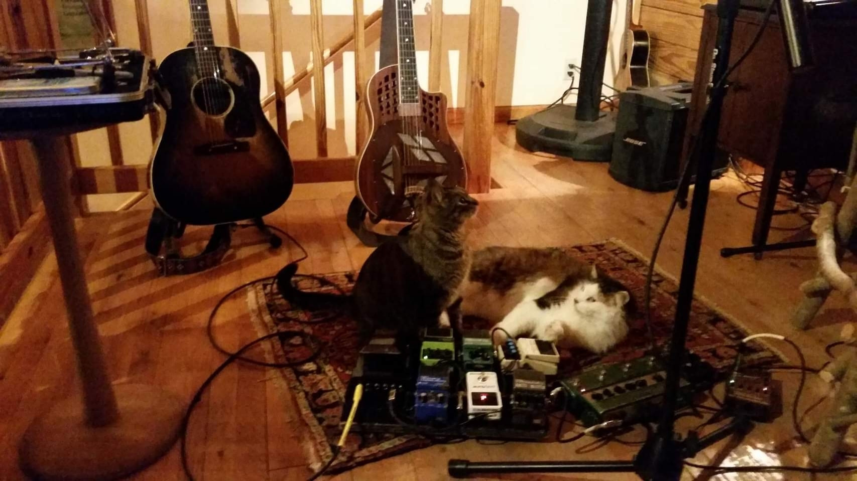 A fluffy cat named Max, possibly a Maine Coon, with white face and tum accented with dark variegated patches, lies on a Oriental rug with lots of guitar pedals. Squinks, a tortoiseshell, sits nearby looking upward. A wooden resophonic guitar is on a stand next to a Well-worn acoustic guitar. The room is in a log house and everything is glowing in warm tones from the sunlight streaming in through the windows.