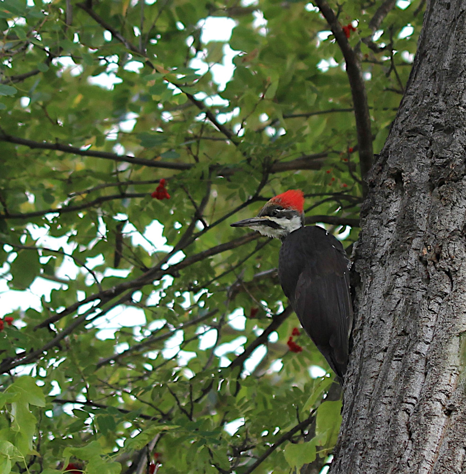 Pileated woodpecker in a tree.