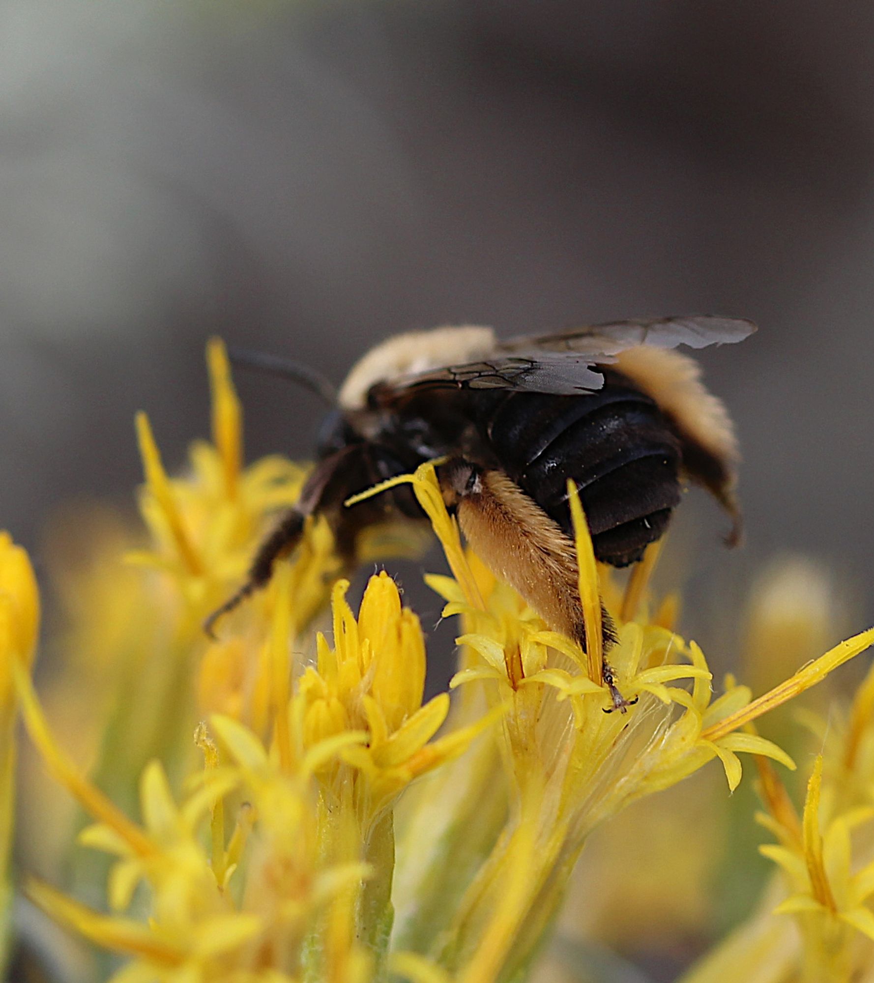 Ragged wing edges.