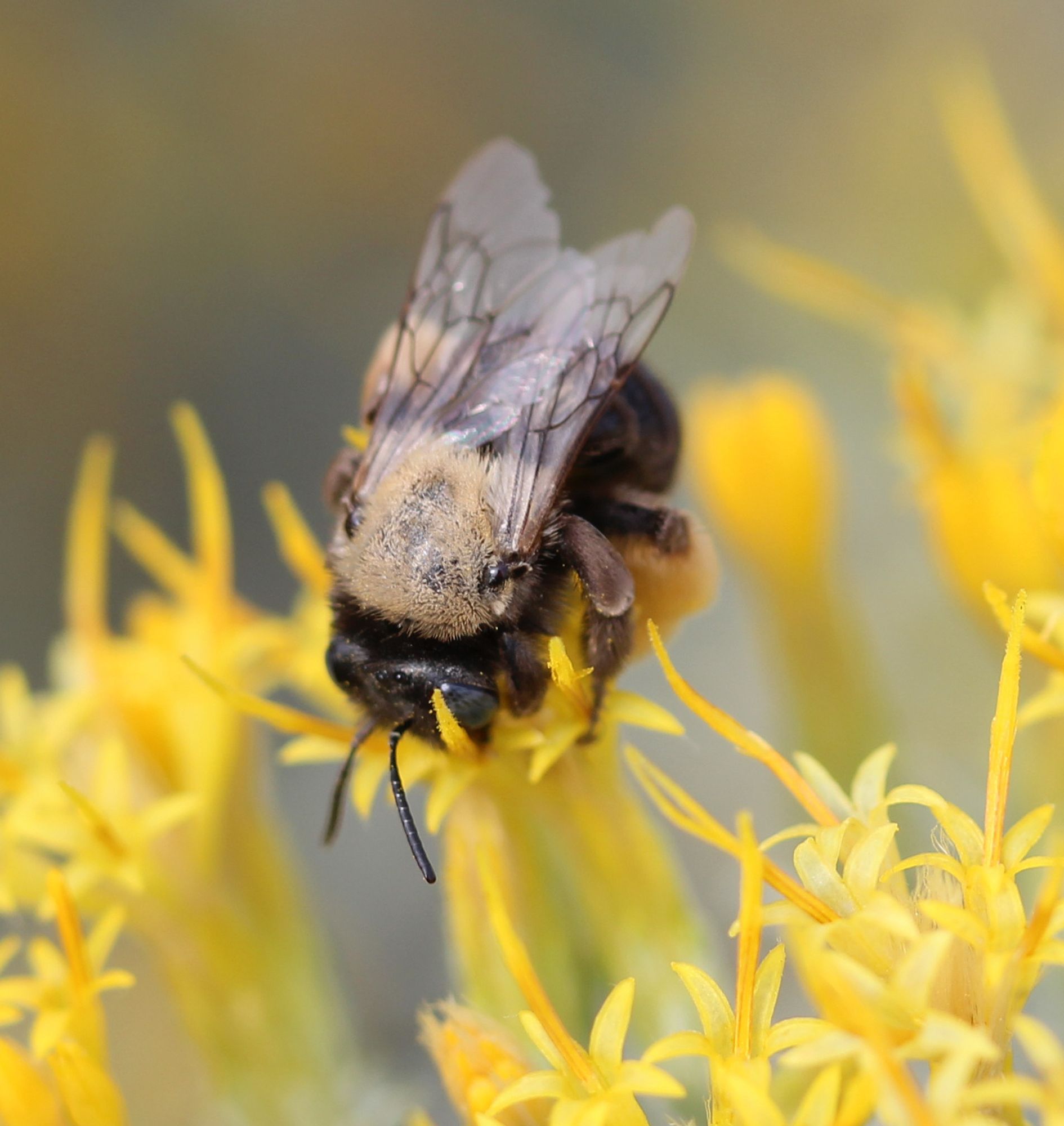 A Melissodes bee nectaring.