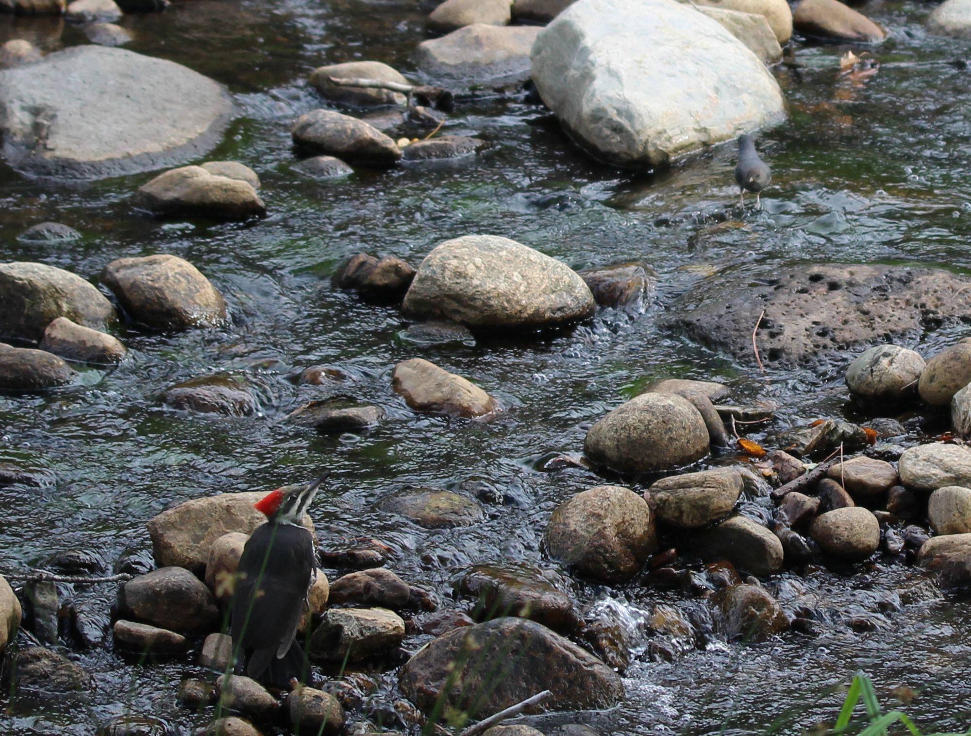 Pileated woodpecker on the rocks in a creek with an American dipper in the top right of the photo.