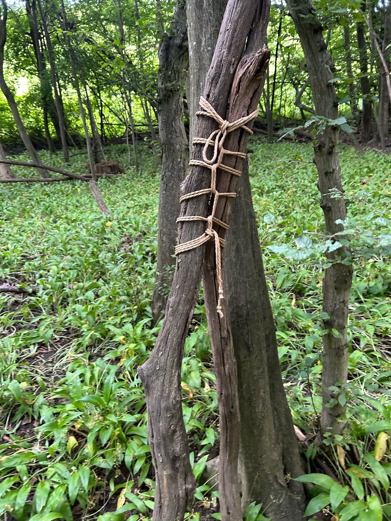 two thin withered trees, held together with rope