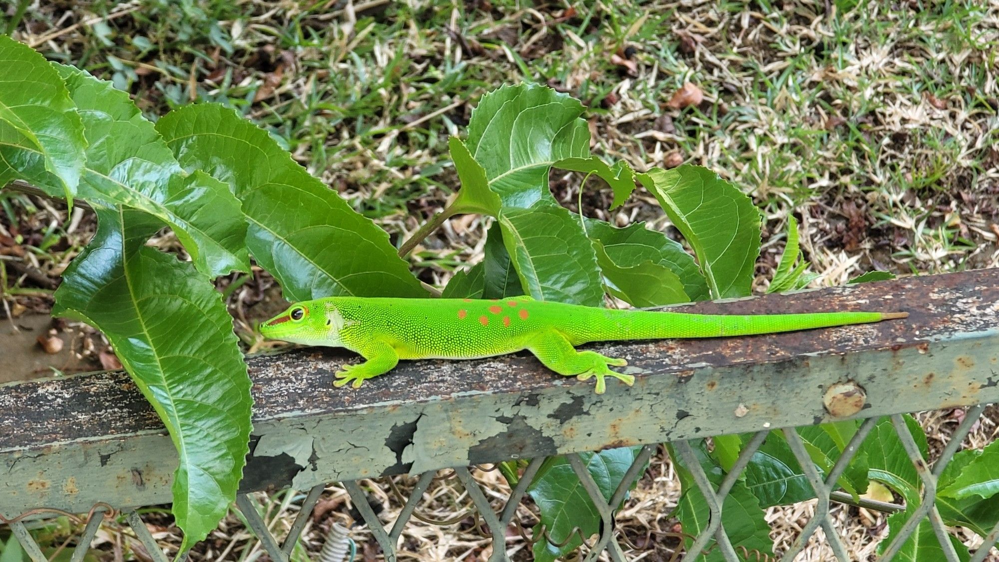 Gecko vert, sur balustrade grillagée à la peinture verte écaillée, sur laquelle grimpe une liane de fruits de la passion. Pelouse en arriere plan. Ile de la Réunion