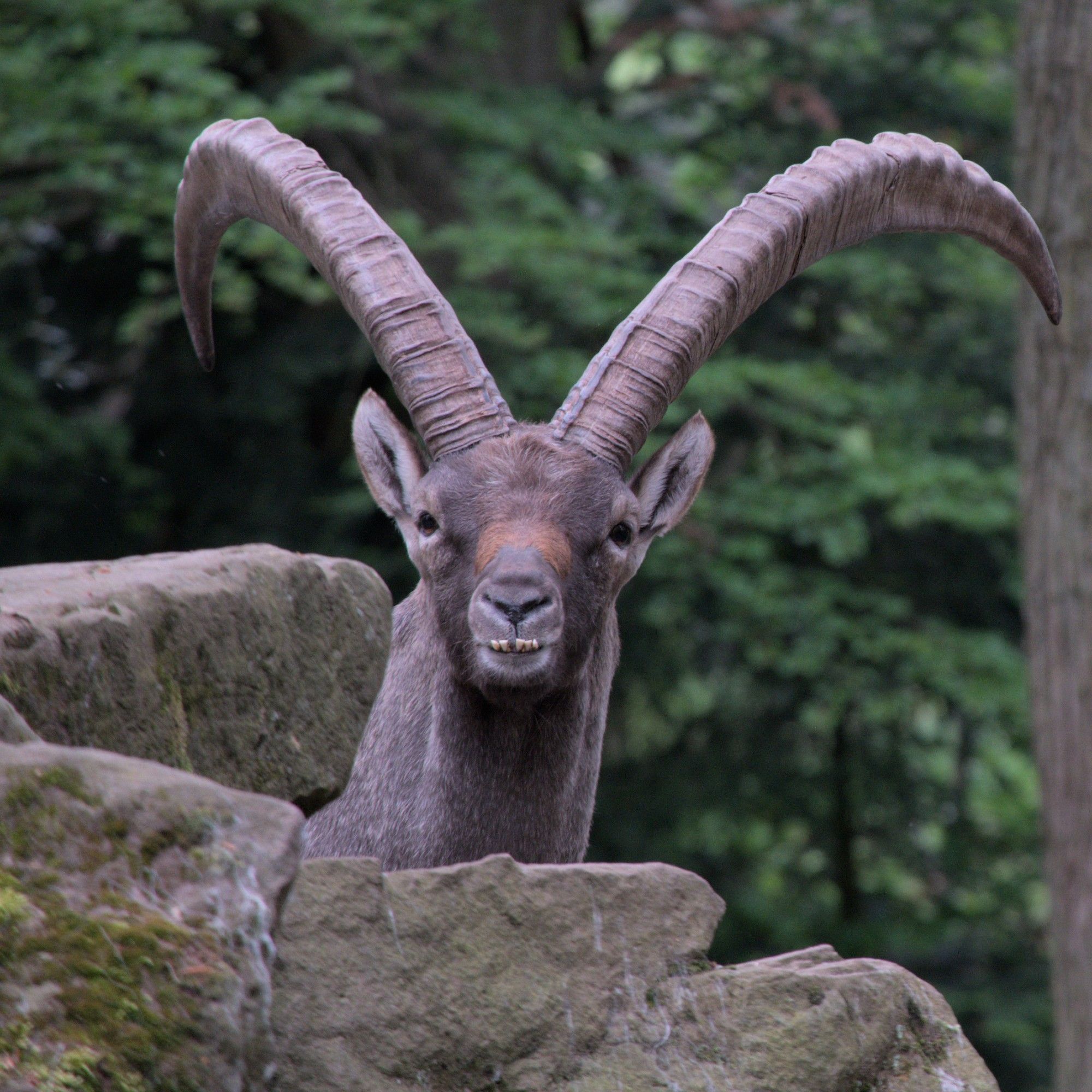 Steinbock mit großem Geweih hinter Fels mit lustigem Gesichtsausdruck.