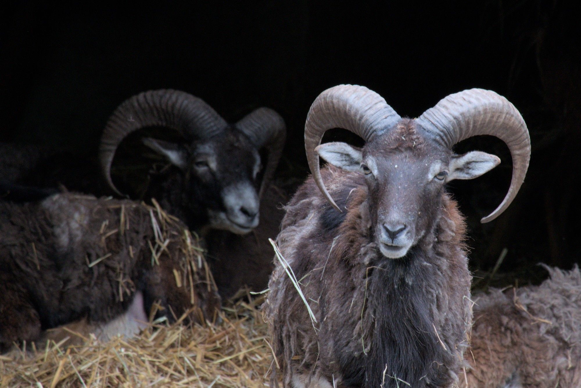 Mufflons im Stroh.